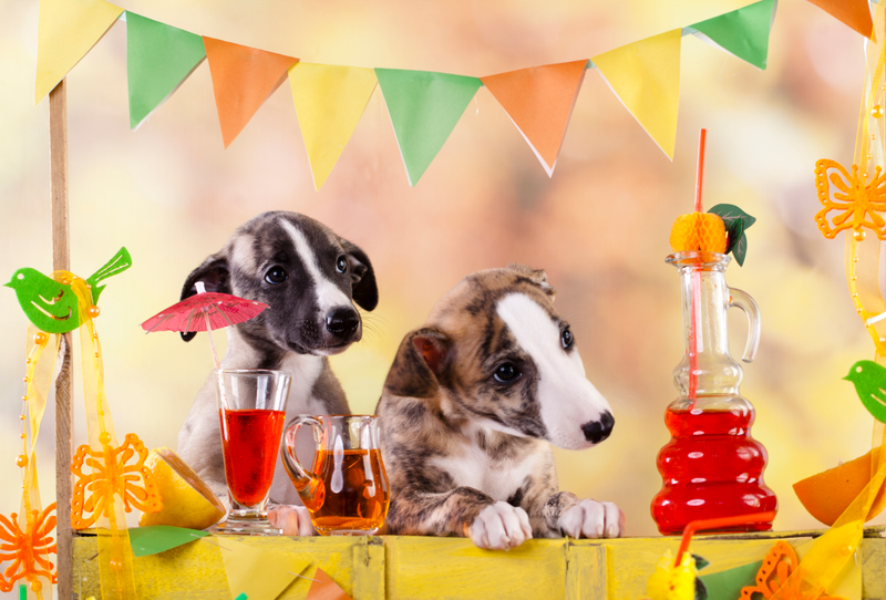 Illustration for article titled D.C. bar to host “pup-up” beer event with dog bartenders